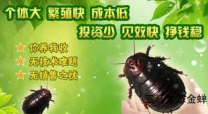 偏门创业项目,销售养殖教程月入10000+
