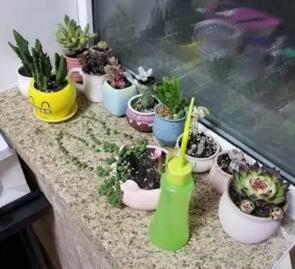在抖音上玩花弄草轻松月赚过万的偏门项目