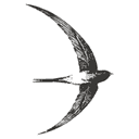 Core图标